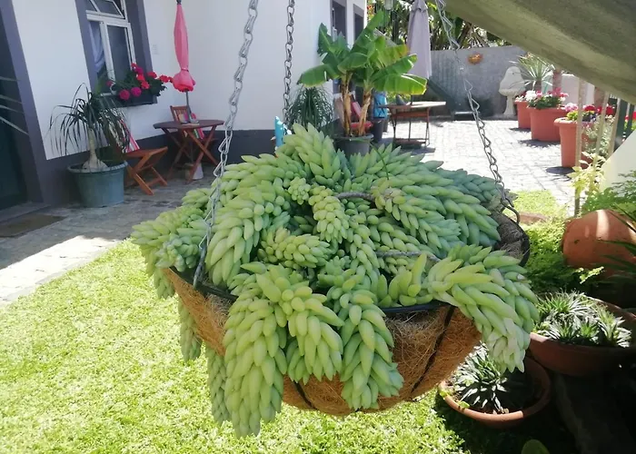 公寓 马德拉度假公寓 *